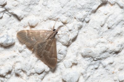 Ecpyrrhorrhoe diffusalis (-)