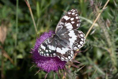 Melanargia larissa (-)