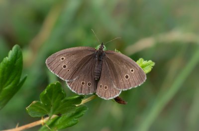 okáč prosíčkový