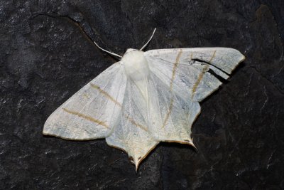 Ourapteryx sambucaria (zejkovec bezový)