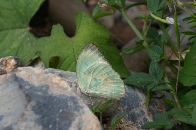 Catopsilia pyranthe (-)
