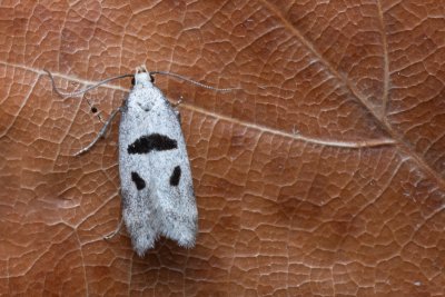 Mirificarma cytisella (-)