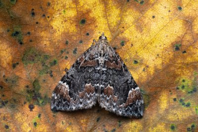 Dysstroma citrata (píďalka jahodníková)