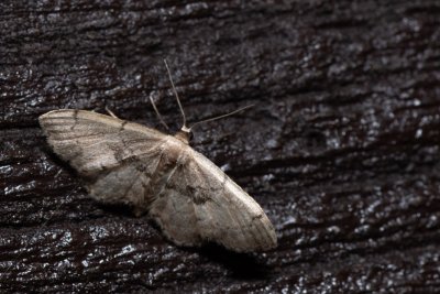 Idaea laevigata (žlutokřídlec listový)