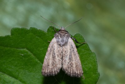 Photedes fluxa (travařka třtinová)