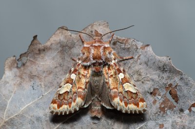 Panolis flammea (sosnokaz borový)