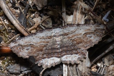 Menophra abruptaria (-)