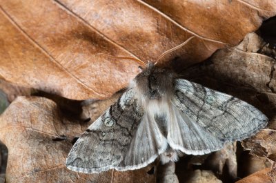 Achlya flavicornis (můřice jarní)