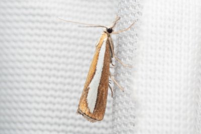 Catoptria margaritella (travařík bělopruhý)