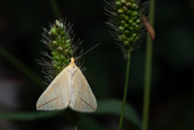 Rhodometra sacraria (žlutokřídlec středomořský)