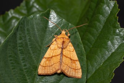 Tiliacea citrago (zlatokřídlec lipový)