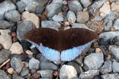 Tanaecia iapis (-)