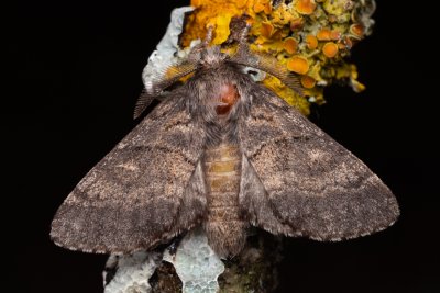 Gluphisia crenata (hřbetozubec nepravý)