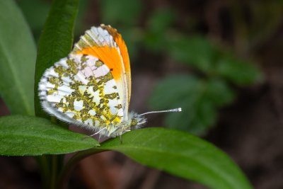 Anthocharis cardamines (bělásek řeřichový), Lanžhot