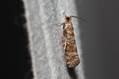 Rhyacionia pinivorana (-)