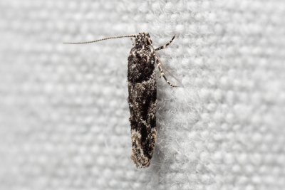 Recurvaria nanella (makadlovka ovocná)