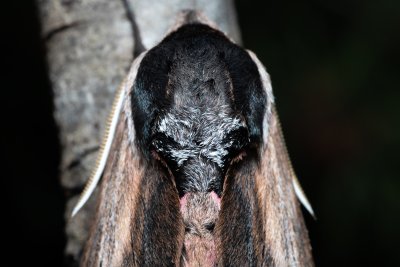 Sphinx ligustri (lišaj šeříkový), Hády - lesní lom