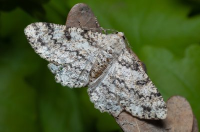 Ascotis selenaria (různorožec pelyňkový)