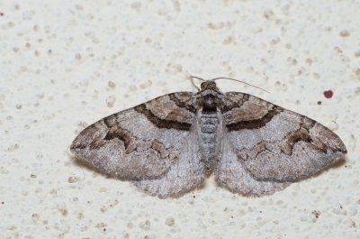 Pareulype berberata (píďalka dřišťálová)