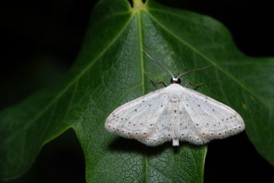 Idaea seriata (žlutokřídlec střemchový)