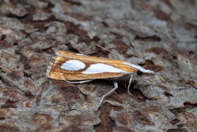 Catoptria pinella (travařík metlicový)