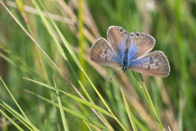 Leptotes pirithous (modrásek tažný)