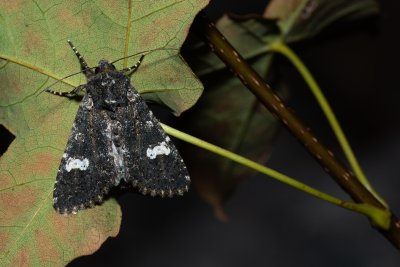 Polymixis serpentina (-)