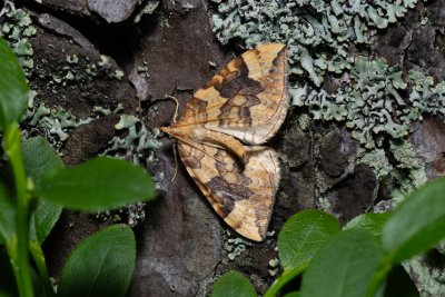 Eulithis populata (píďalka osiková)