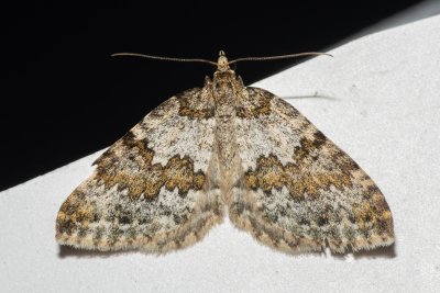 Entephria infidaria (píďalka šťavelová)