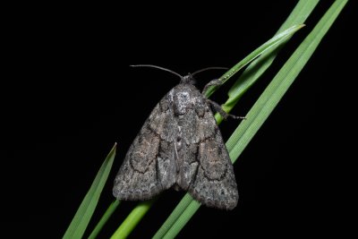 Cryphia fraudatricula (šípověnka černá)