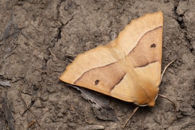 Crocallis elinguaria (zejkovec lesní)