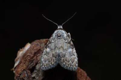 Meganola strigula (drobnuška buková)
