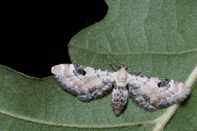 Eupithecia centaureata (píďalička srpková)
