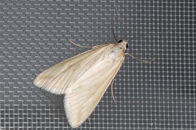Loxostege turbidalis (-)