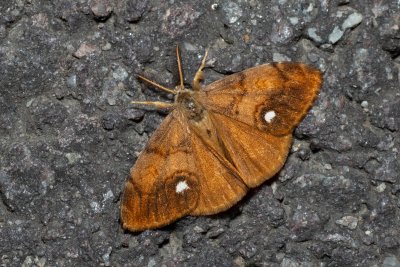 Orgyia antiqua (štětconoš trnkový)