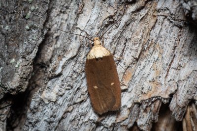 Agonopterix furvella (plochuška třemdavová)