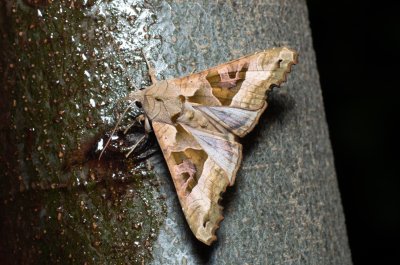 Phlogophora meticulosa (blýskavka mramorovaná)