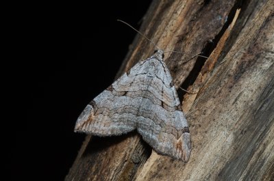 Aplocera plagiata (píďalka úhorová)