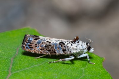 Hedya salicella (obaleč vrbový)