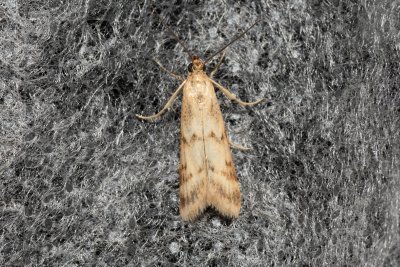 Homoeosoma sinuella (-)