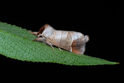 Clostera curtula (vztyčnořitka rudoskvrnná)