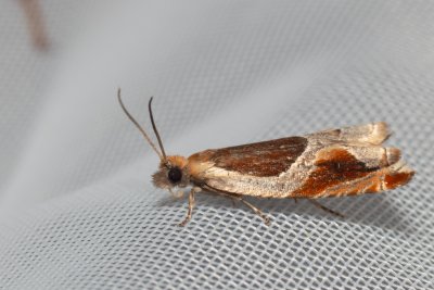 Ancylis unculana (-)