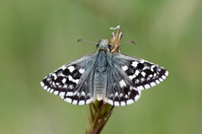 soumračník jahodníkový