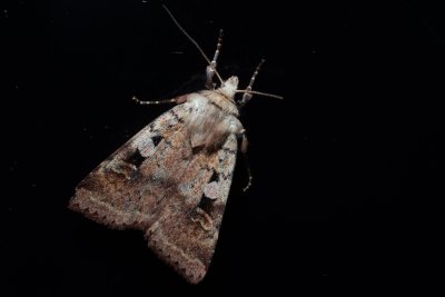 Diarsia mendica (osenice lesní)