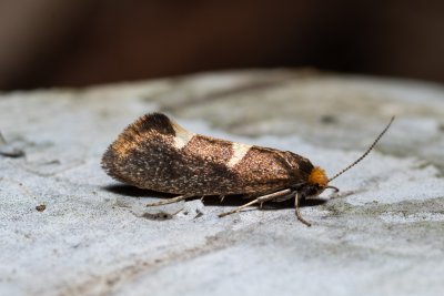 Incurvaria sp.
