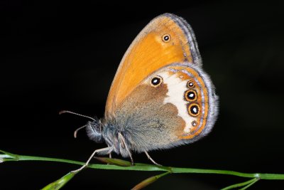 Coenonympha arcania (okáč strdivkový)