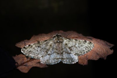 Phigalia pilosaria (drsnokřídlec hrušňový)