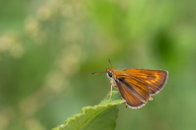 soumračník žlutoskvrnný