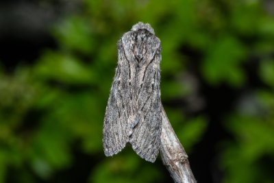 Dicranura ulmi (hřbetozubec jilmový)
