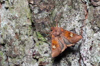 Amphipoea oculea (travařka polní)